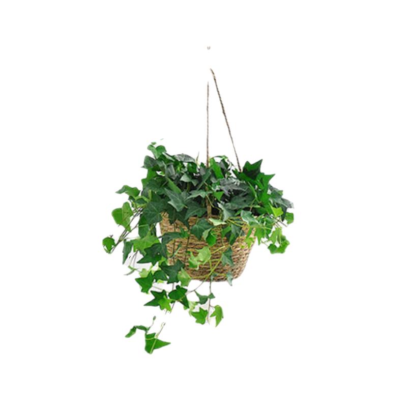 花友常春藤吊篮盆栽室内藤花篮装饰爬藤绿植物桌面 165常春藤-吊盆（藤长30-50cm） 含盆