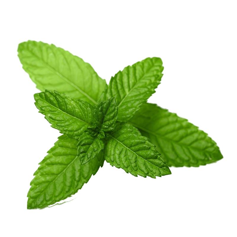 种菜记 蔬菜种子大全快菜生菜鸡毛菜种籽四季南方小青菜春季阳台蔬菜孑 十香菜种子1000粒