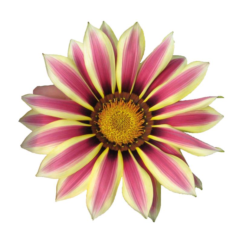 左家花园勋章菊种子菊花籽景观花卉花海种春波秋播四季播种 易种 勋章菊混色1克约450粒