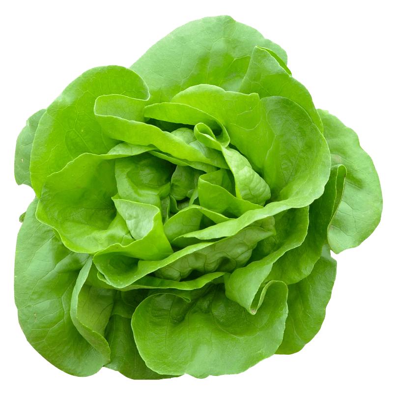 种菜记 蔬菜种子大全快菜生菜鸡毛菜种籽四季南方小青菜春季阳台蔬菜孑 奶油生菜种子10克