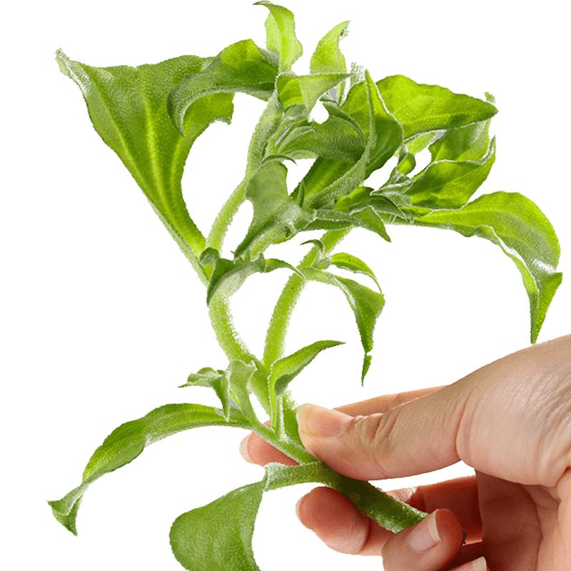 种菜记 蔬菜种子大全快菜生菜鸡毛菜种籽四季南方小青菜春季阳台蔬菜孑 水晶冰菜种子约2000粒