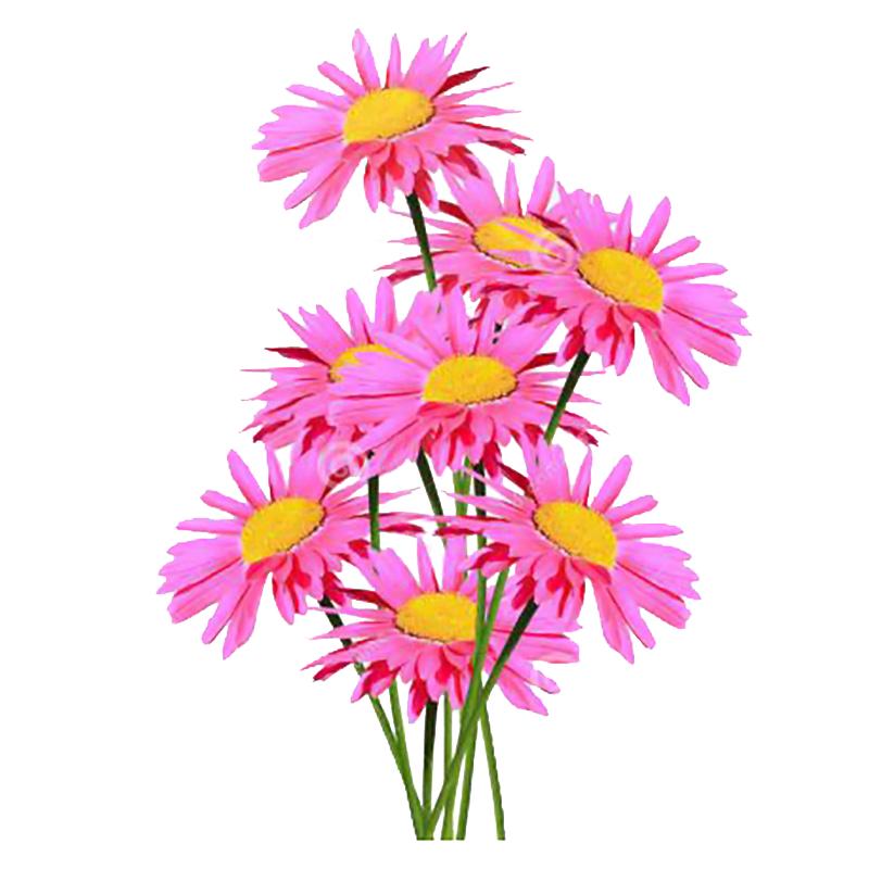 独步寻花除虫菊种子驱蚊草驱虫菊花多年生混色花种籽子四季播种室内外植物 除虫菊500粒