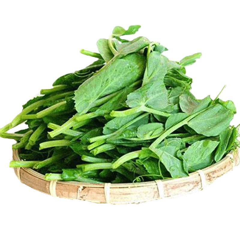 种菜记 肥仔豌豆苗种蔬菜甜脆豌豆种籽尖芽苗菜种子四季春季碗豆种 豌豆苗50克