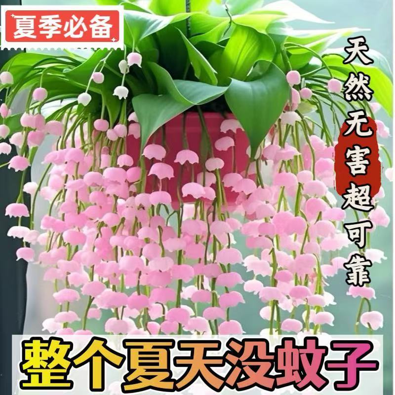 【植物防蚊】铃兰花苗盆栽带芽四季开花室内绿植阳台花卉耐热植物