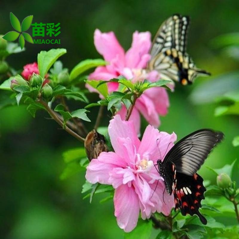 苗彩园艺 四季重瓣大花木槿花苗树苗绿化苗木大花木槿花盆栽地栽花卉绿植庭院篱笆植物花期长当年开花 重瓣 黄色木槿 2公分粗【当年开花】