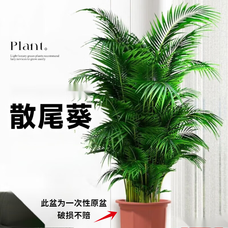 手耕田散尾葵植物盆栽客厅大型绿植室内办公室凤尾竹盆景天堂鸟花卉 散尾葵高80-90厘米一盆