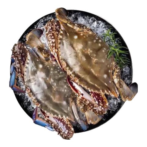 梭子蟹鲜活特大野生舟山大螃蟹海鲜新鲜冷冻海蟹水产飞蟹白蟹 【大号梭子蟹】7-9两/只净重5斤