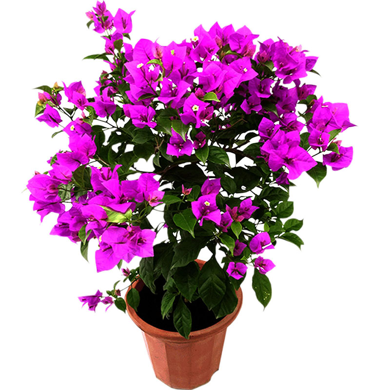 15元3棵  三角梅盆栽带花四季开花勤花精品重瓣三角梅苗花卉植物