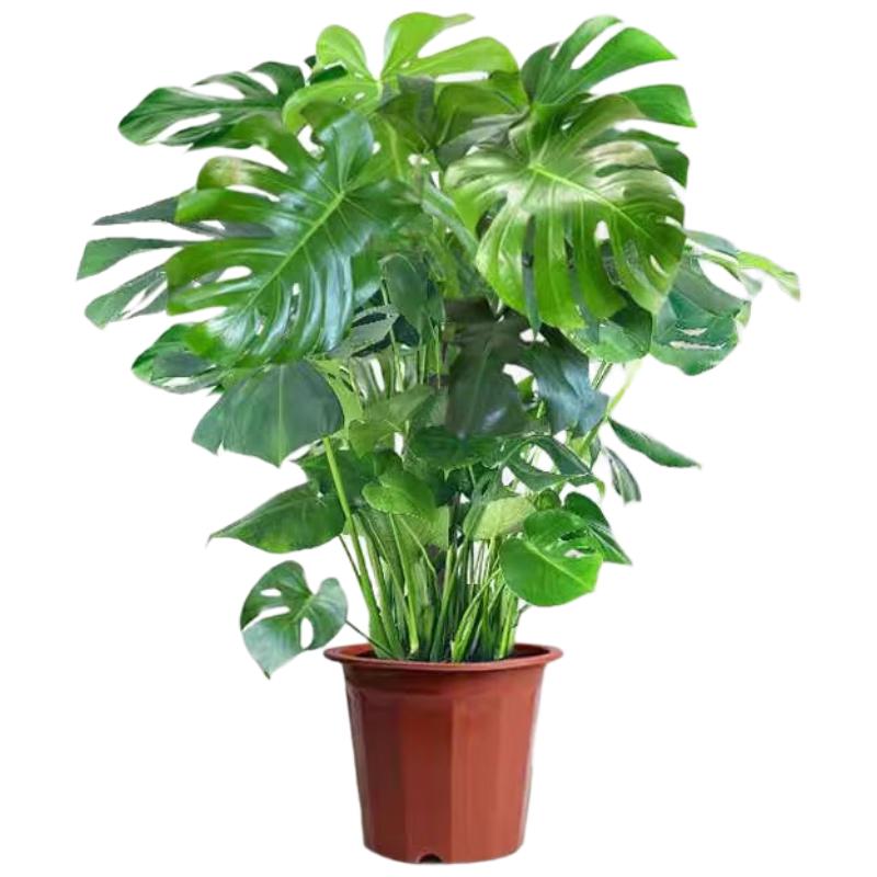 行湘龟背竹大型室内绿植盆栽 巨叶龟背竹约0.9-1米高 不含盆 源头直发