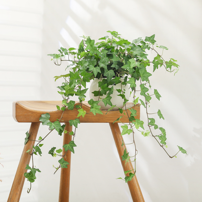 常春藤盆栽花卉植物室垂吊爬藤绿植内净化空气盆景花苗吊兰