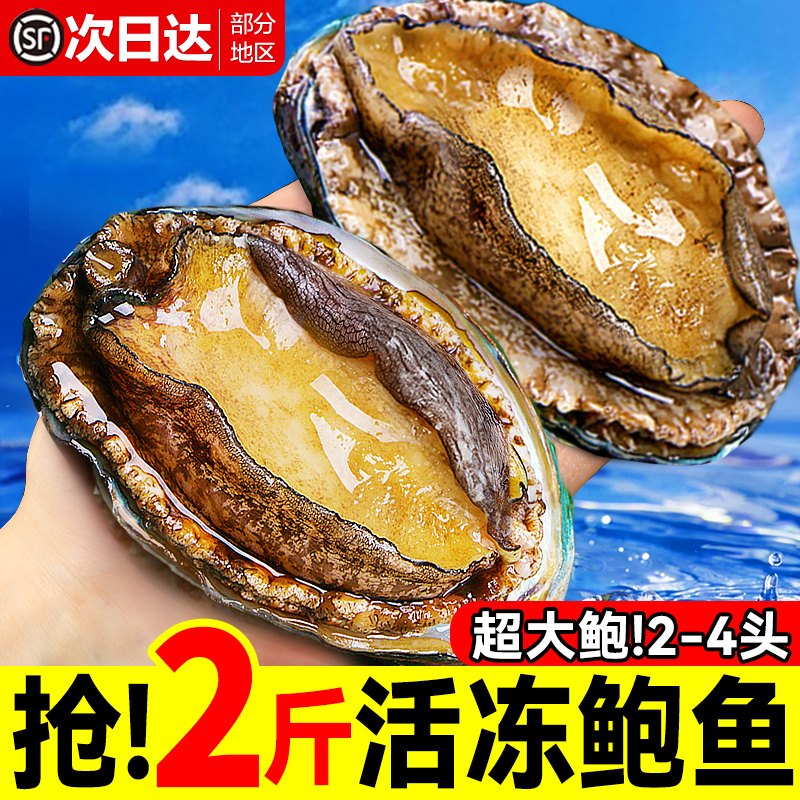 鲍鱼鲜活新鲜超大海鲜水产生鲜活特大加热即食干小鲍鱼捞汁饭批发