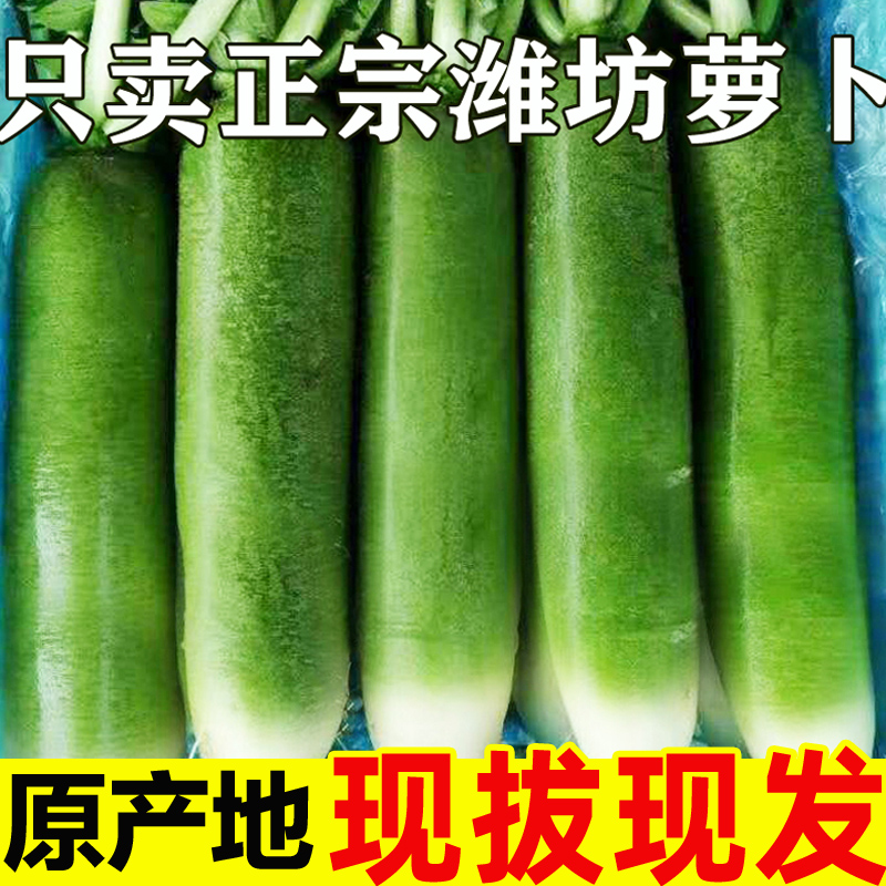 水果萝卜甜脆水果型顺丰包邮潍坊萝卜潍县沙地青萝卜10斤新鲜生吃