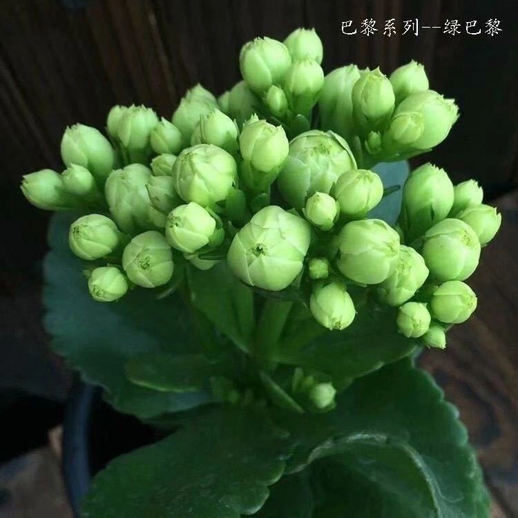 【带花苞】长寿花 长寿花盆栽 四季开花桌摆盆栽花卉绿植