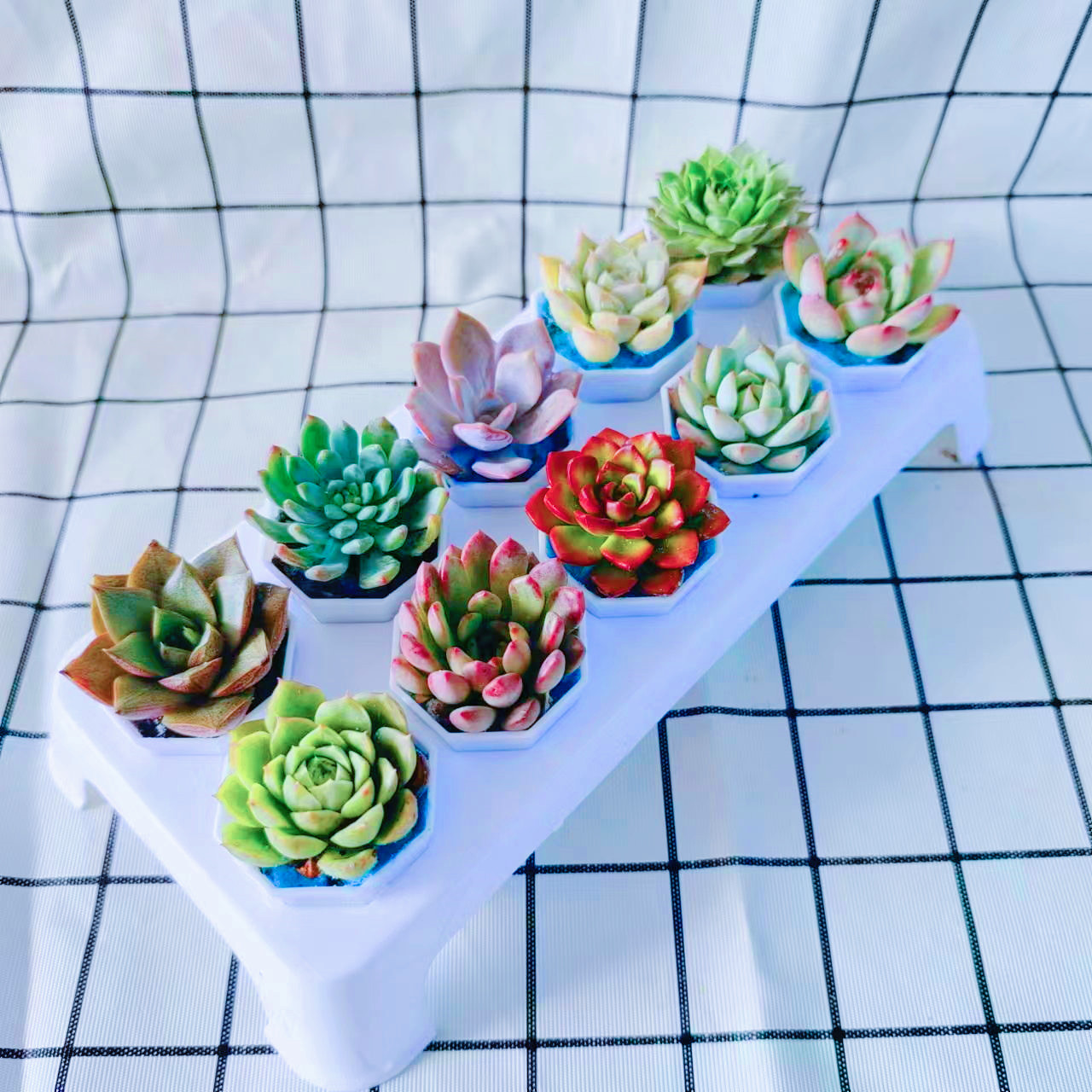 精品多肉植物稀有品种多肉组合大颗好养肉肉小绿植花卉室内盆栽 含盆