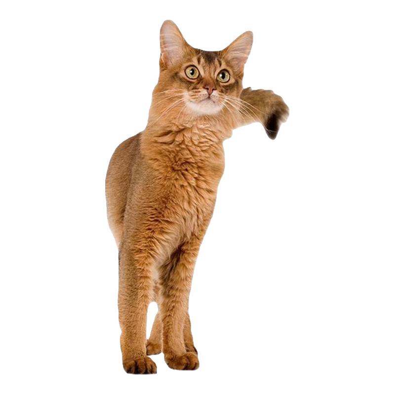 ROYAL CANIN 皇家 F32成猫猫粮