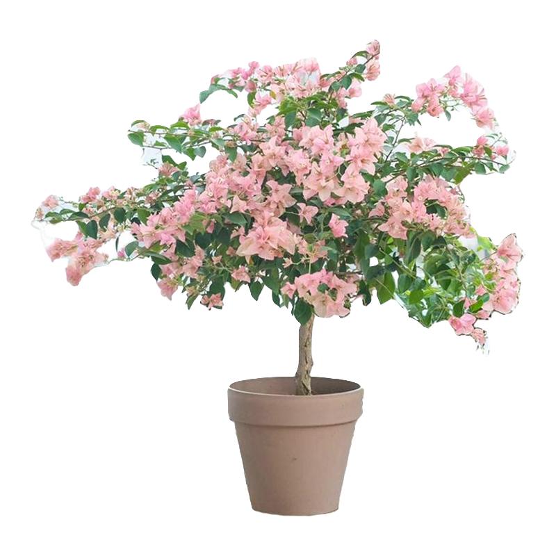 精品卡亚塔三角梅大苗盆栽苗带花室内阳台四季开花卉爬藤植物老桩