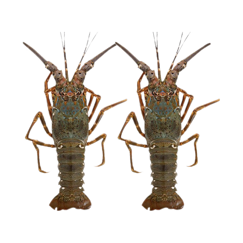 【鲜活】渔传播小青龙花龙虾两只（200-250g/只）包鲜不包活