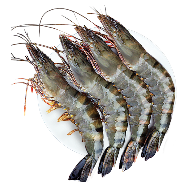鲜驰xianchi新鲜活冻大号黑虎虾印度 净重1kg  31-40只/盒-源头直发