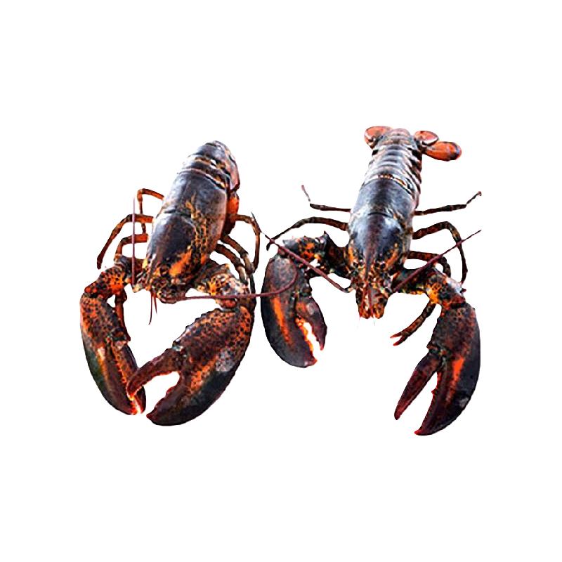 渔传播【鲜活速冻】冷冻新鲜加拿大波士顿龙虾500-600g*2只