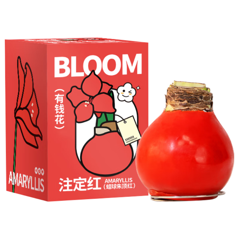 京东鲜花朱顶红蜡球周长26-28cm品种圣诞源头直发