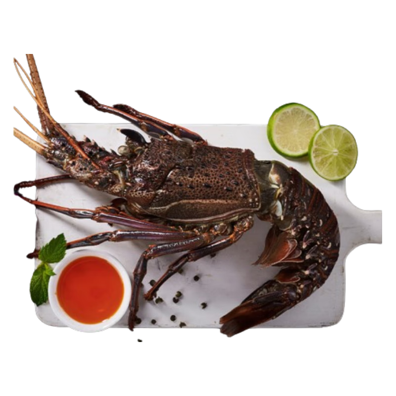 京东生鲜 冷冻西澳岩龙虾 净含量 500-600g/只 盒装 澳龙 高端海鲜食材