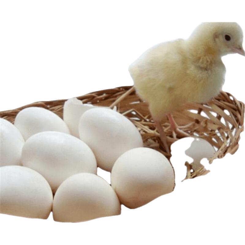 果亦橙30枚简装普通白皮鸡蛋 白壳蛋 家用 鸡蛋新鲜土鸡蛋