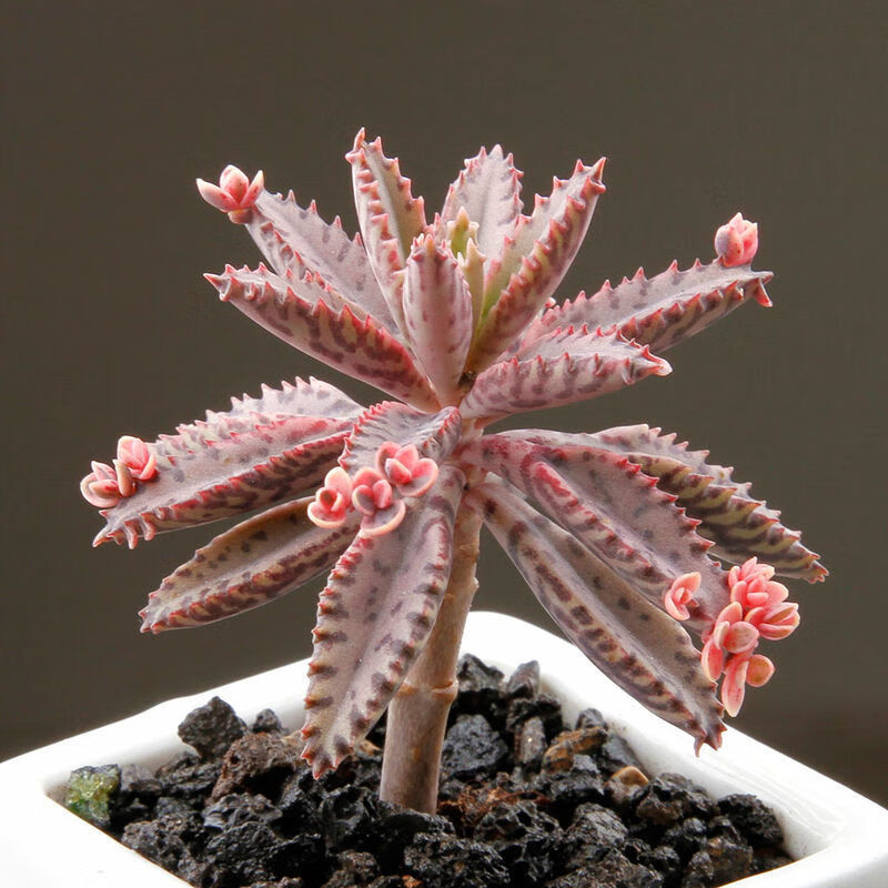 百潮盛多肉植物精选单颗品种香味多肉颗颗精选阳台办公室室内桌面 不死鸟2-5厘米【不含盆土】