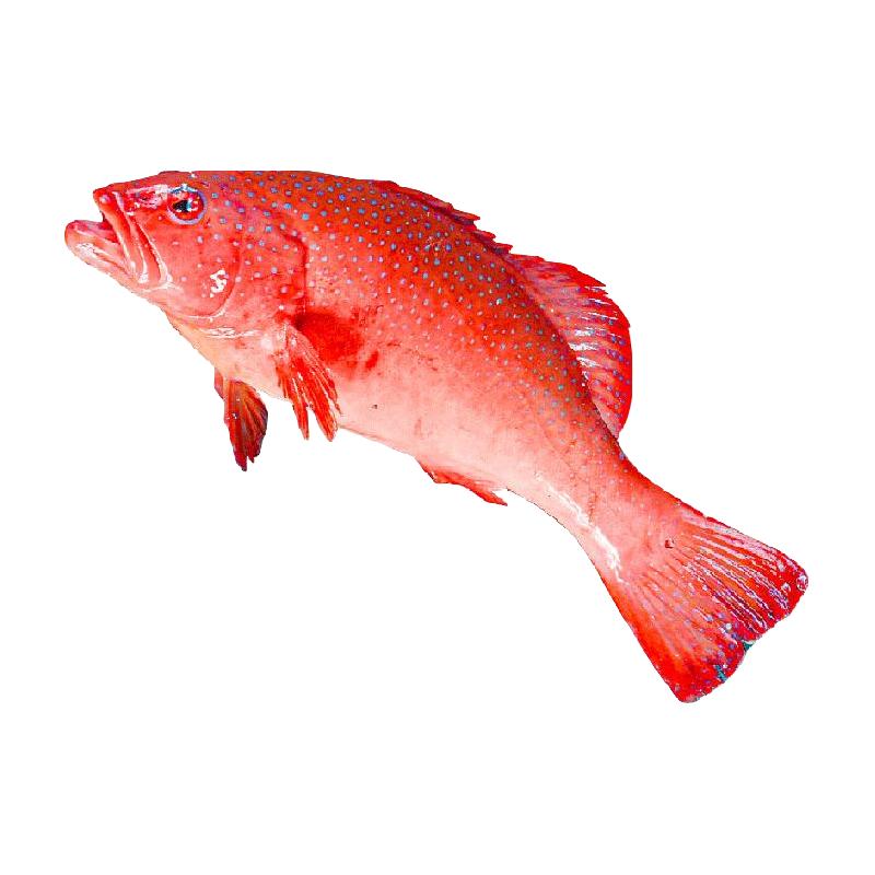 渔传播活鱼现杀 海南三去红东星斑冰鲜  去鳞腮内脏  海鱼