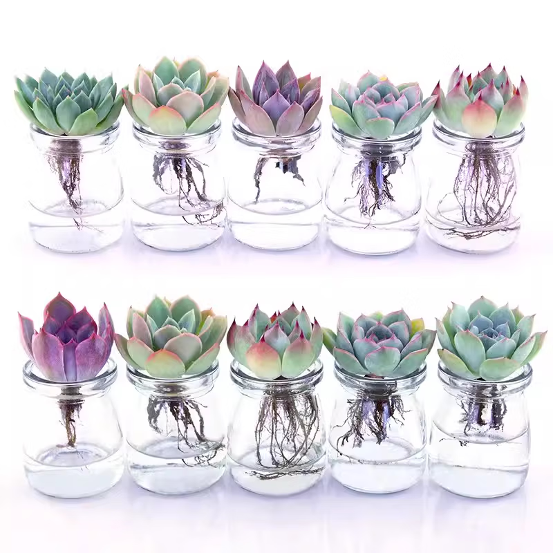 迎虞花苑迷你多肉女生盆栽玻璃瓶栽小多肉diy种植治愈系创意植物水培  1个景天多肉+1个玻璃瓶