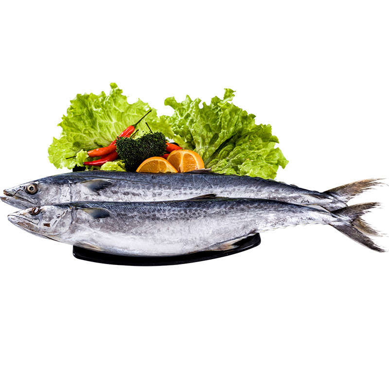 鲅鱼 新鲜大鲅鱼  燕鲅鱼 马鲛鱼 新鲜海鲜水产 3.5kg【7斤1条】