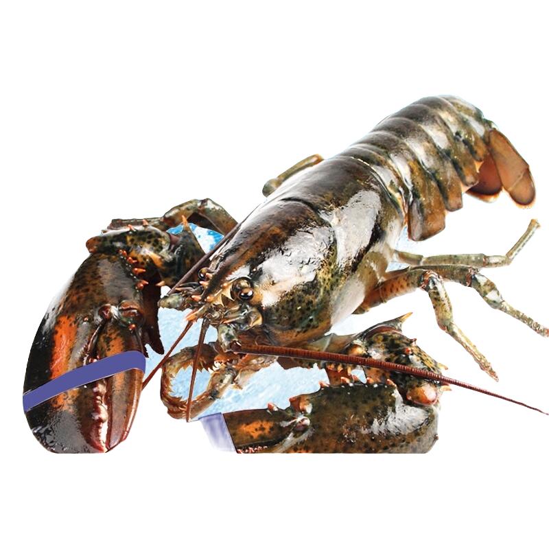 【保活】龙虾鲜活波士顿大龙虾加拿大龙虾特大波龙大澳龙海鲜小龙