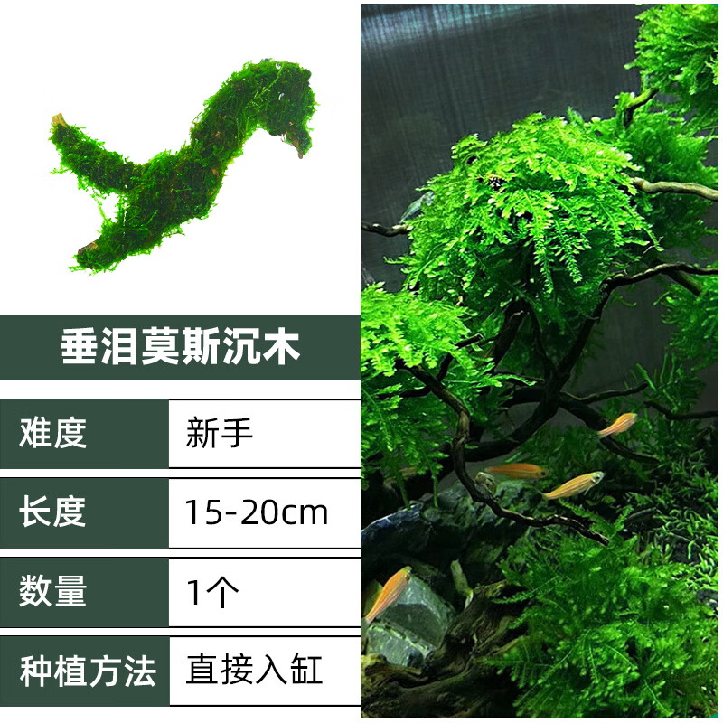 YEE莫斯树成品鱼缸造景装饰懒人莫斯水草植物水培阴性沉木珊瑚慕斯树 【成品好养】垂泪莫斯沉木