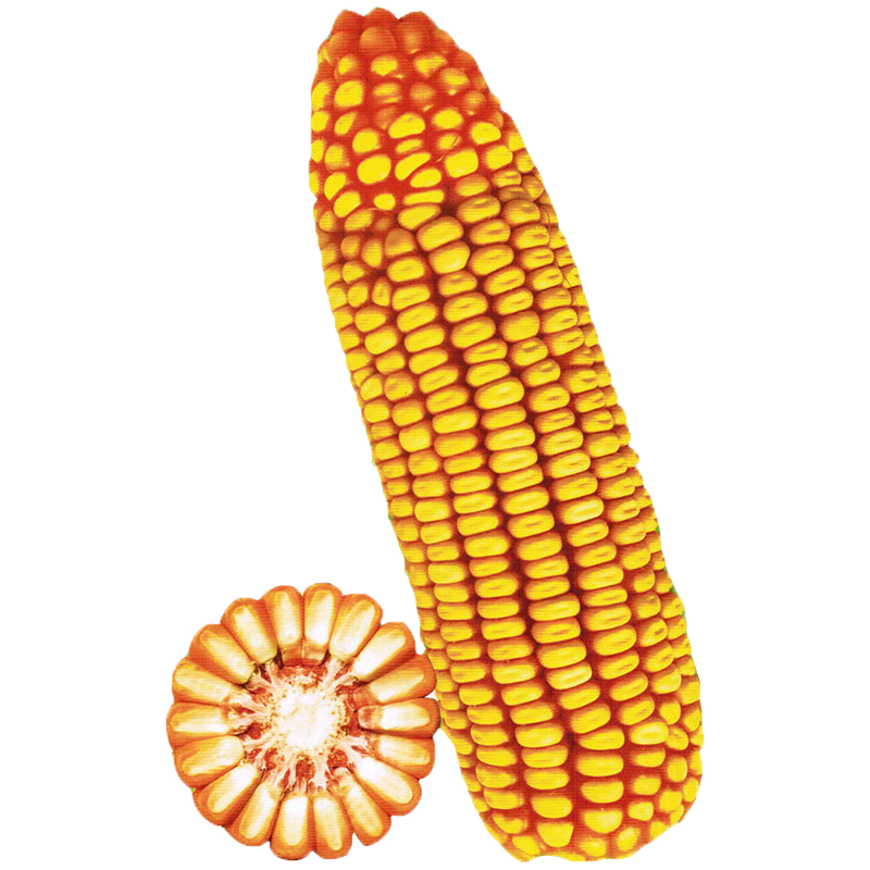 长耕 大田玉米种子郑单958饲料玉米种良玉99产高矮大棒南方杂交苞米种 郑单9581斤