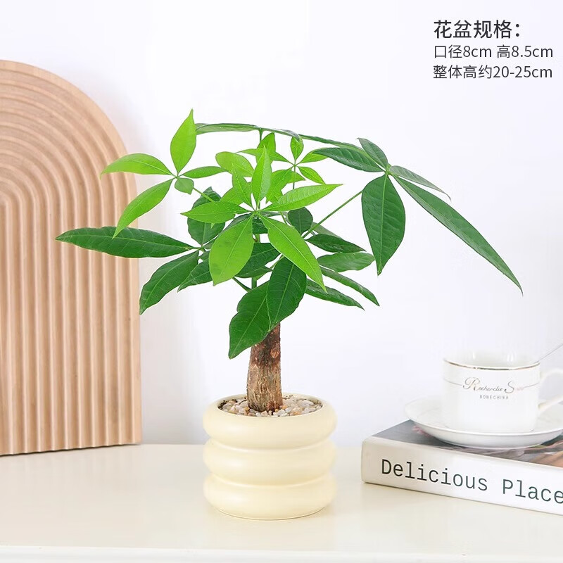 种花迷绿植花卉办公室客厅盆栽摆件简约创意北欧绿植发财树盆栽桌面绿植 发财树+甜甜圈PET树脂盆+托盘+肥料+铺面彩石