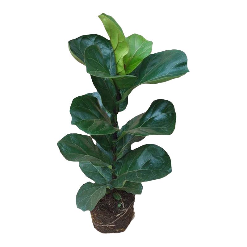 琴叶榕绿植盆栽卧室内客厅阳台好养殖净化空气好养活大叶植物盆景