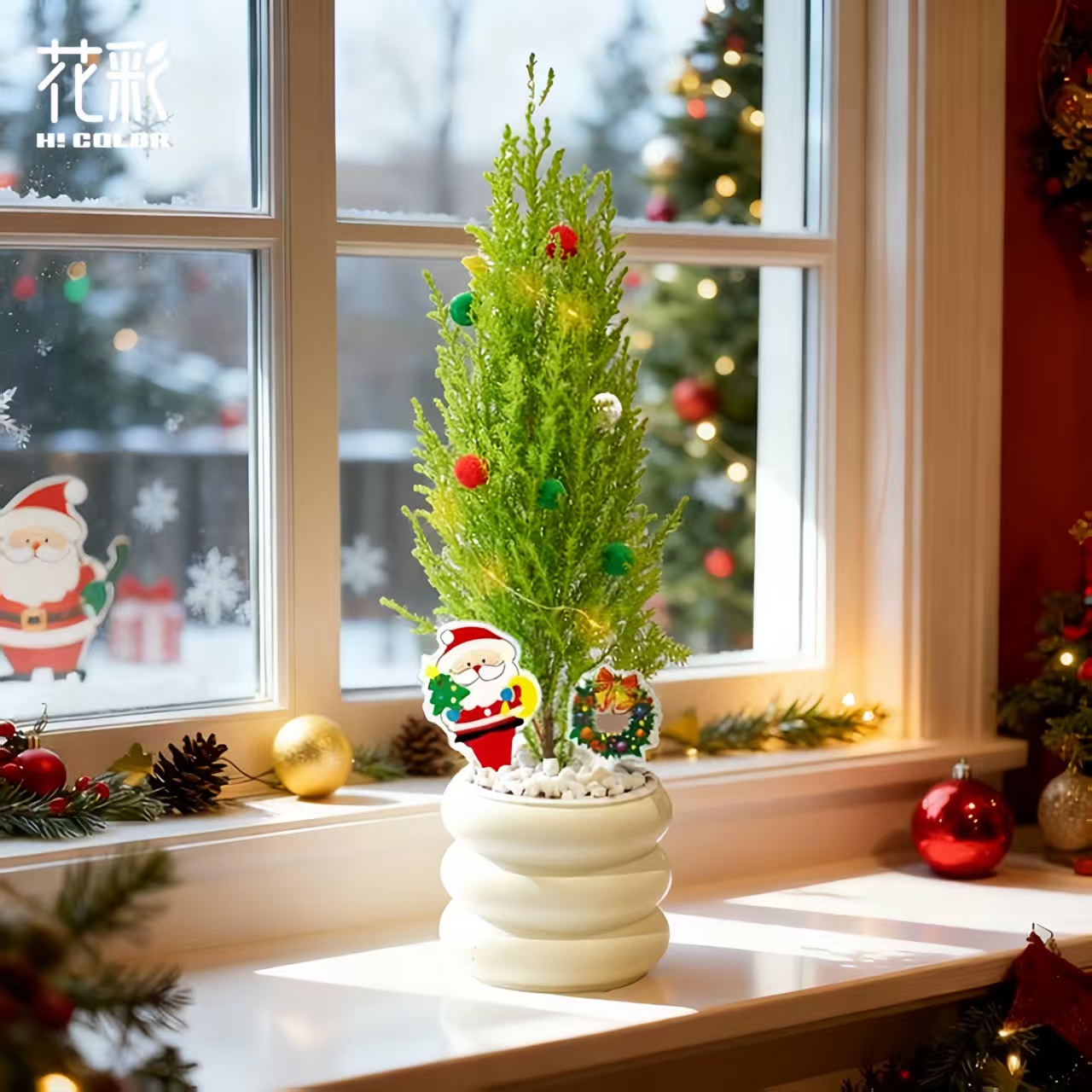 花彩圣诞树小香松绿植盆栽装饰阳台真树天然松香好养