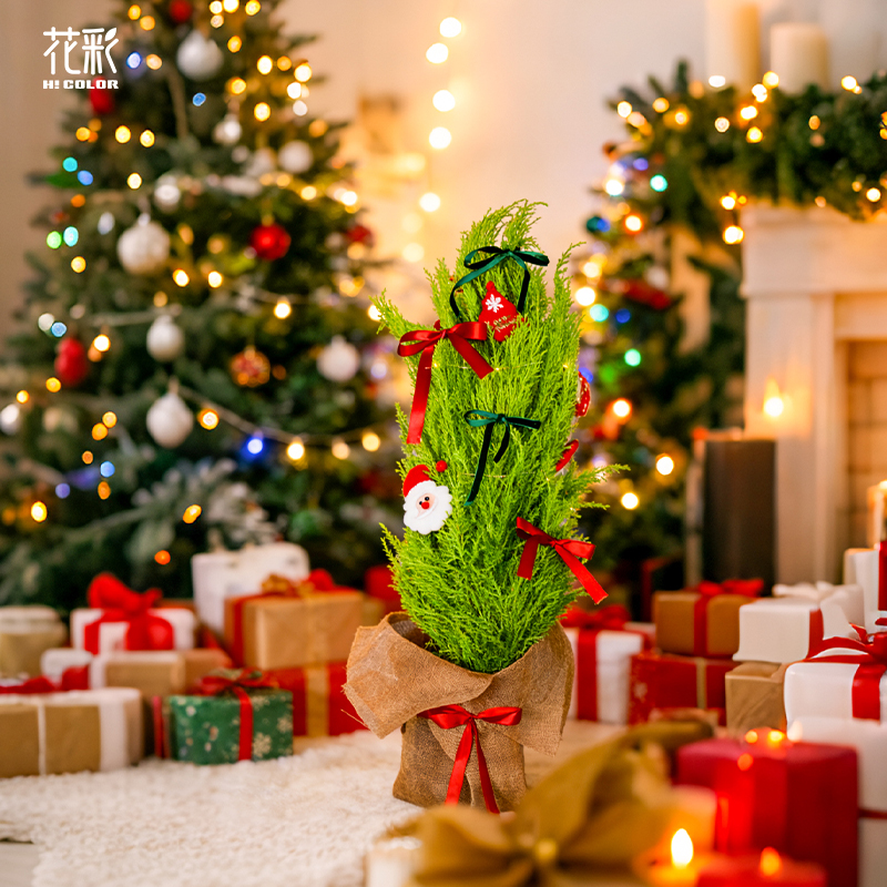 花彩圣诞树小香松盆栽绿植装饰阳台四季好养天然有香味送
