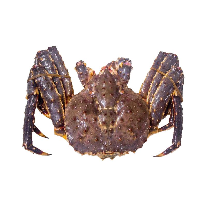 【包活到家】渔传播 鲜活俄罗斯帝王蟹 海鲜水产