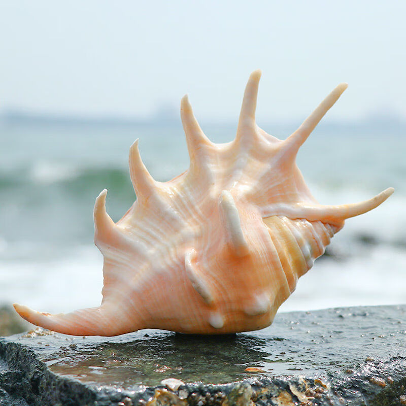 天然超大贝壳海螺四大名螺礼品鱼缸造景水族装饰品摆件