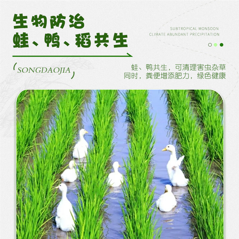  鑫稻田 油粘米  蛙稻软香油粘米5KG 袋装