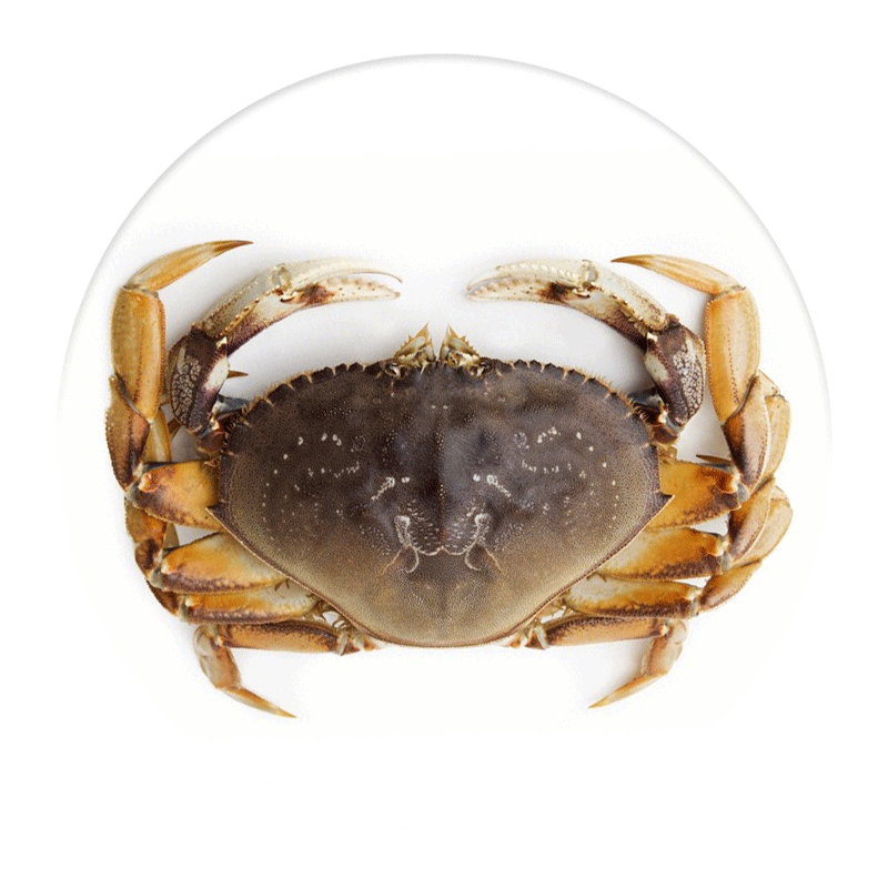 渔传播 FISHERY PROPAGATION 加拿大鲜活珍宝蟹 1.4-1.6斤 1只元宝蟹大螃蟹