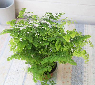 绿植花卉耐阴水培 铁线蕨盆栽铁丝草多年生常绿草本观叶绿植带土