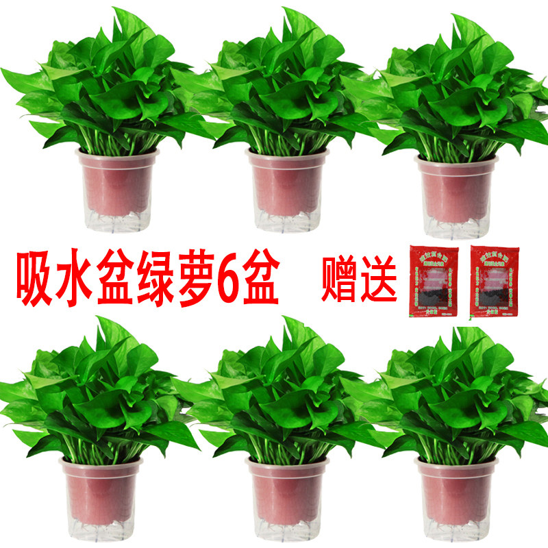 绿萝盆栽室内花卉绿植物长藤大叶盆四季常绿水培土养办公客厅绿箩
