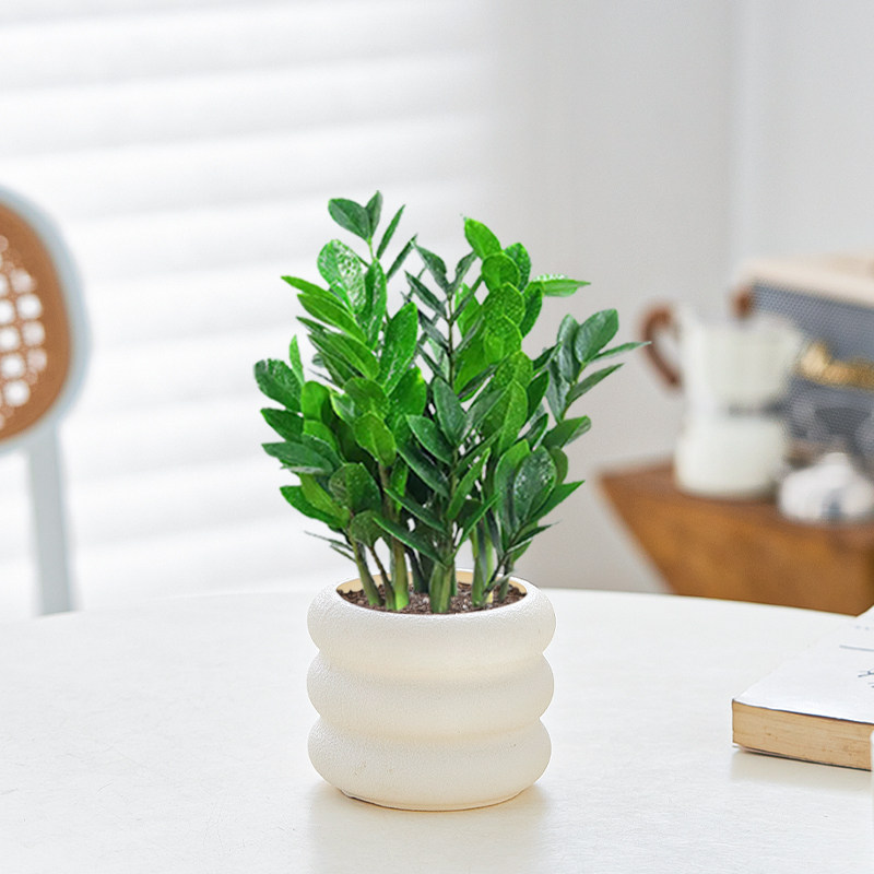 金钱树盆栽四季好养室内客厅阳台绿植净化空气办公室桌面植物花卉