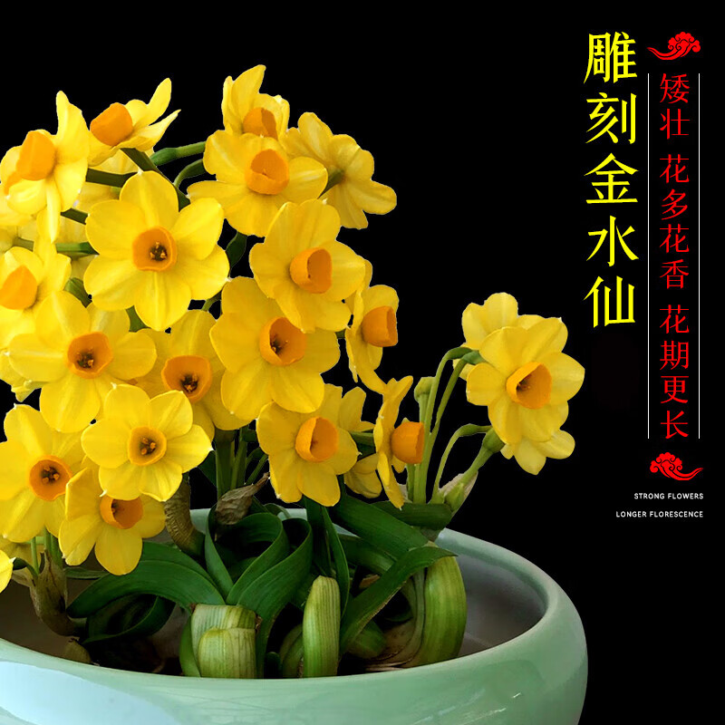 黎昕【金水仙 雕刻好】漳州水仙花种球带花苞水培植物室内桌面年宵花 【黄金水仙刻好】4-6花苞2个 其他