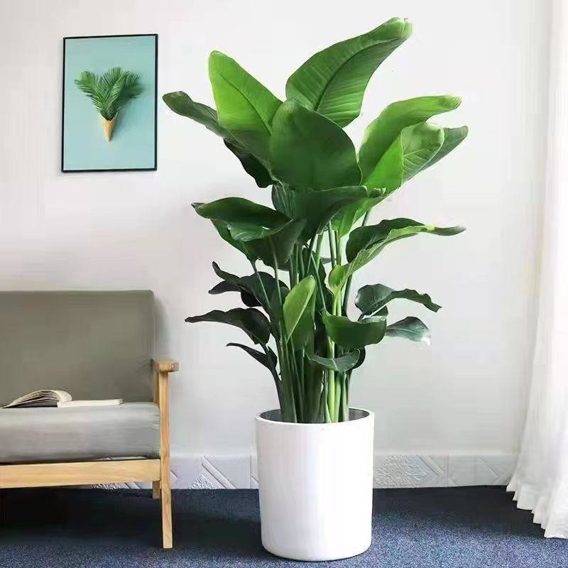 天堂鸟盆栽客厅办公室内好养大型花卉绿植新房家用大叶植物