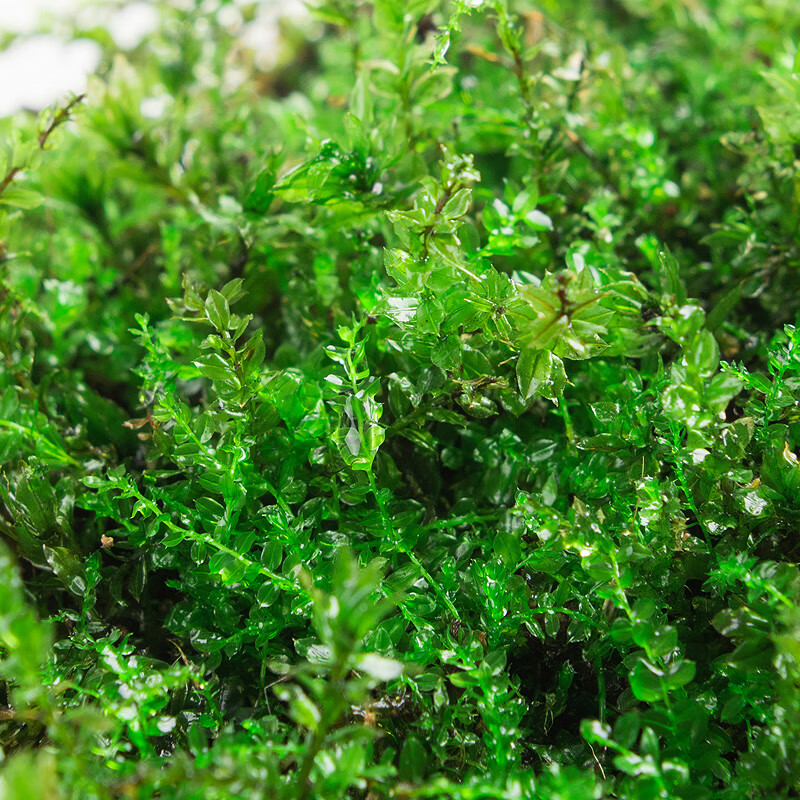 青苔藓鲜活苔藓微景观植物盆景盆栽水陆缸假山草造景材料白发藓短绒青苔- 匍灯藓(15*8cm) 2盒