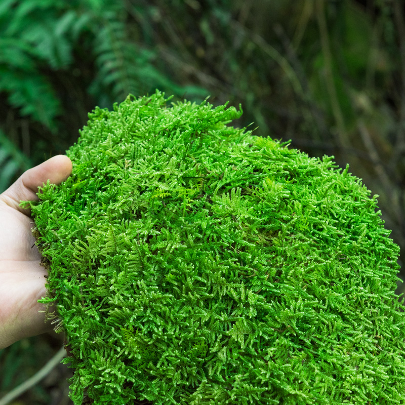 青苔藓鲜活苔藓微景观植物盆景盆栽水陆缸假山草造景材料白发藓短绒青苔- 大灰藓(15*8)cm 5盒