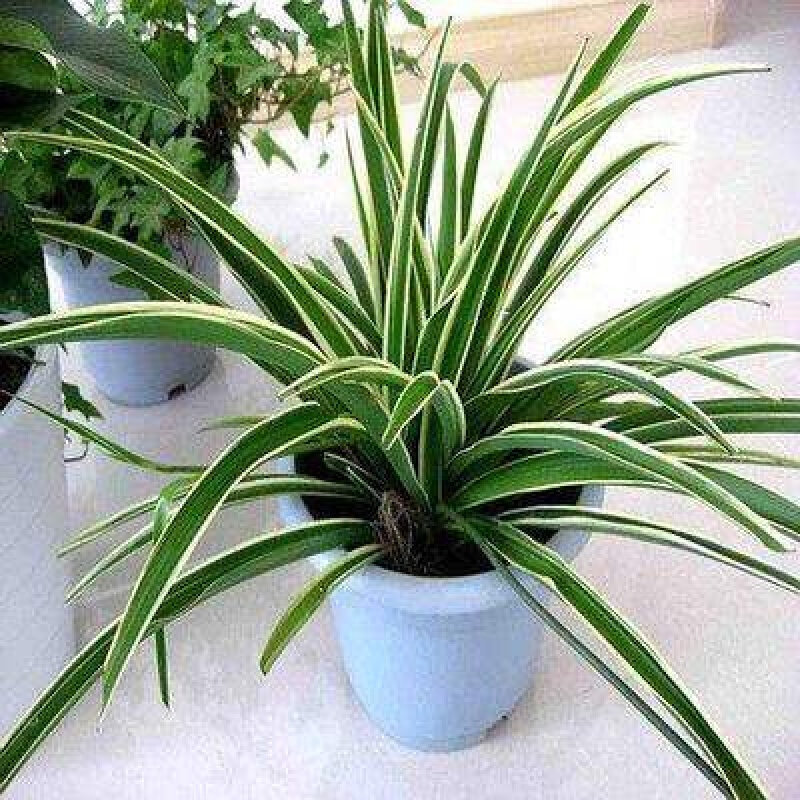 【云仓】吊兰植物垂吊客厅办公室内吊篮绿植盆栽花卉大全真花阳台金边吊兰 金边吊兰 含盆