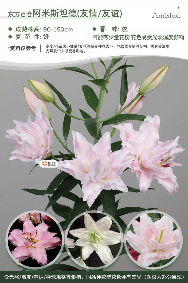 春百合单重瓣种球冰美人香水百合阳台安妞斯卡滑雪板好养